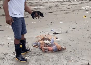 M0509022_Rescatando unos perritos nal sorpresa_part2