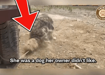 M0509016_Left to Suffer This Dog Held On to Kindness_part2