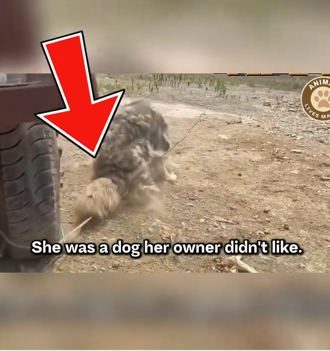 M0509016_Left to Suffer This Dog Held On to Kindness_part2