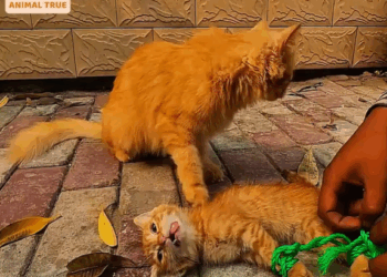 M2808028_She just stole chick while following her natural instinct_part2