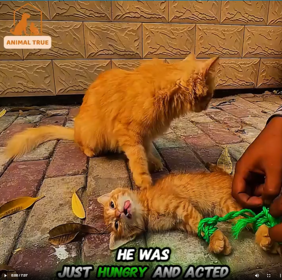 M2808028_She just stole chick while following her natural instinct_part2