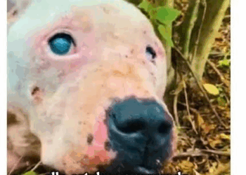 M1009Historia de Halo_part2