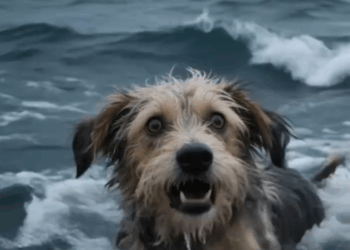 M2208010_Girl Quick Thinking Saves Dog from Shark K94 Animals trending Pets rescue K94 Fusion_part2