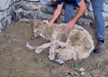 M0409005_Veja história desse lindo fofo animal aqui no tccontos Lembre-se que animais devem sempre ser respeitados em seu habitat nat_part2