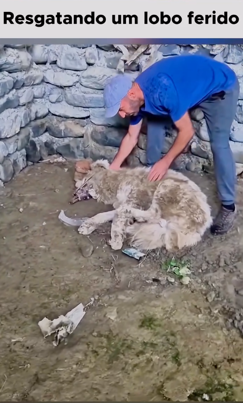 M0409005_Veja história desse lindo fofo animal aqui no tccontos Lembre-se que animais devem sempre ser respeitados em seu habitat nat_part2