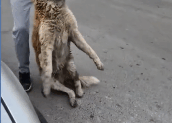 M0509001_He Gave Up on Humans Until One Knelt Down to Help_part2