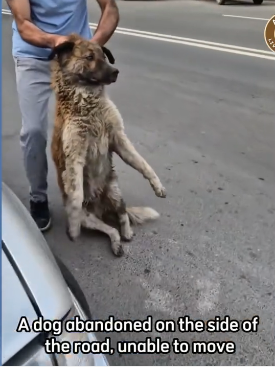 M0509001_He Gave Up on Humans Until One Knelt Down to Help_part2