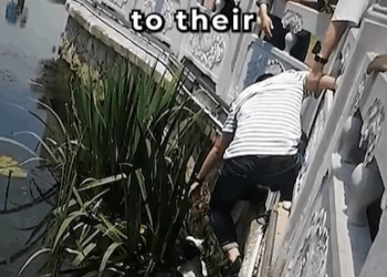 M2808019_Saving an Exhausted Dog from the River dogs dog doglover dogshorts shortsviral short doglife Story Hub_part2