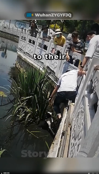 M2808019_Saving an Exhausted Dog from the River dogs dog doglover dogshorts shortsviral short doglife Story Hub_part2