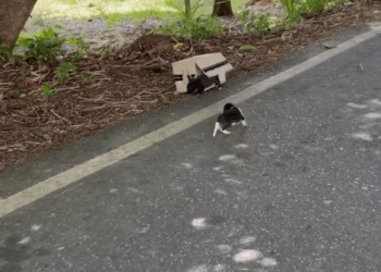 M0509033_Porque dejarlos hay tirados_part2