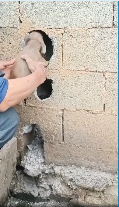 M0509046_rescueanimals straydogs facebookreel rescuepuppy Dog Caring Shelter_part2