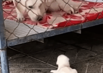 M0709003_Lovely dog offering mama dog some help Animal Stories_part2