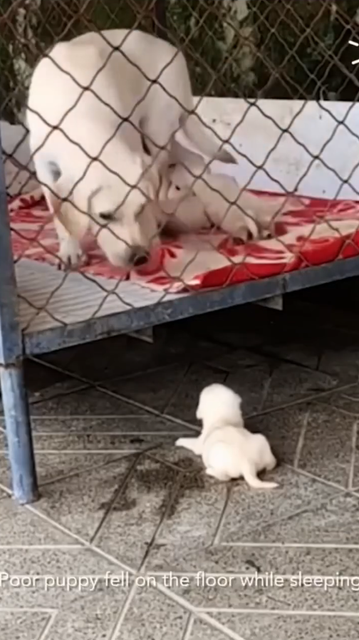 M0709003_Lovely dog offering mama dog some help Animal Stories_part2