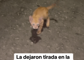 M0509021_La dejaron tirada en la carretera por ser hembra así luce en su nuevo hogar_part2