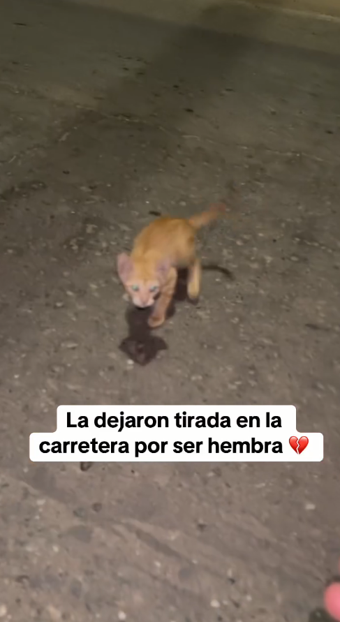 M0509021_La dejaron tirada en la carretera por ser hembra así luce en su nuevo hogar_part2