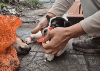 M0509041_dog doglover rescuedog rescue reelschallengereelschallenge viralvideoシfypシ videoviralシallシ2025 Dogs Cats Resxue_part2