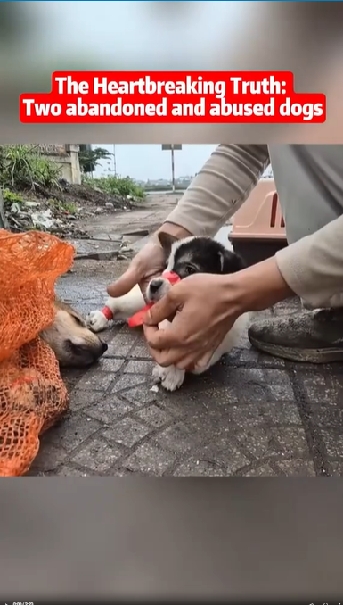 M0509041_dog doglover rescuedog rescue reelschallengereelschallenge viralvideoシfypシ videoviralシallシ2025 Dogs Cats Resxue_part2