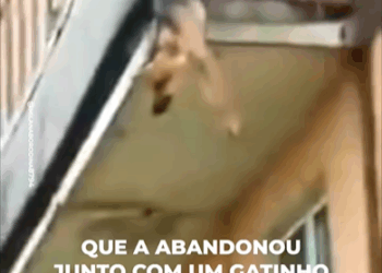 M3108008_seu irmãozinho gato não resistiu brutalidade do seu dono. Ela conseguiu sobreviver mas não lhe restava muito tempo. Pular da sacada_part2