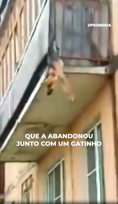 M3108008_seu irmãozinho gato não resistiu brutalidade do seu dono. Ela conseguiu sobreviver mas não lhe restava muito tempo. Pular da sacada_part2