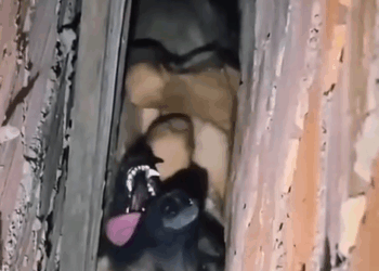 M0809006_Anjos heróis Feliz dia dos pais Jerry Bolsas_part2