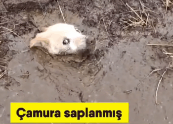 Çamura saplanmış bir köpeği kurtarmak_part2