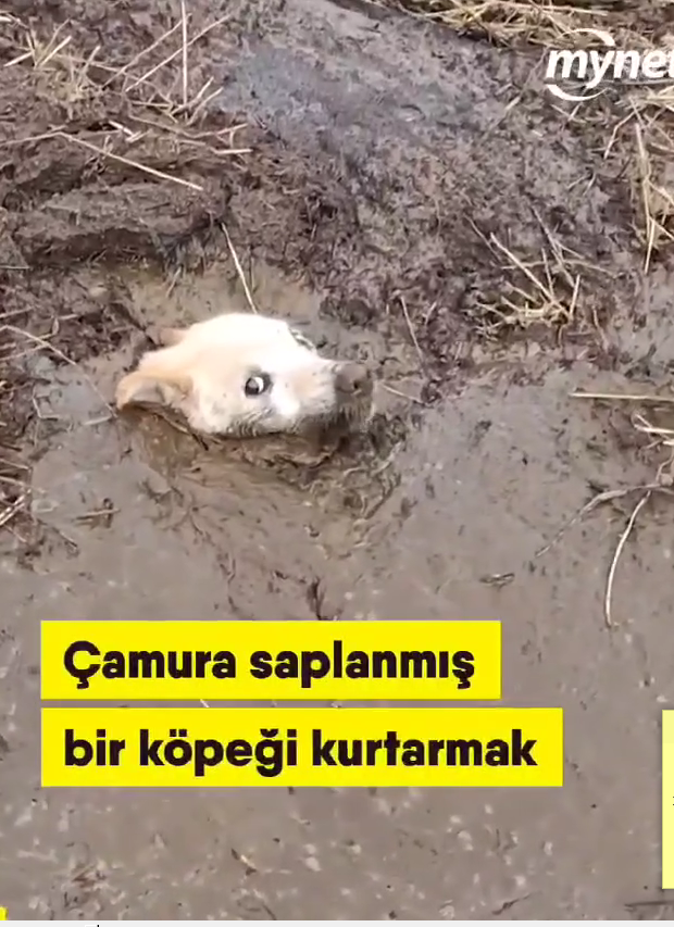Çamura saplanmış bir köpeği kurtarmak_part2