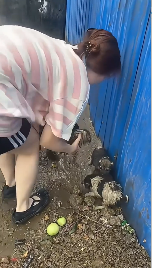 M0809019_rescue cat dog puppy kittens animals Paws of hope_part2