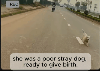 M1109001_Pregnant and Alone She Just Wanted Safe Place. Fypt trendingv v…_part2