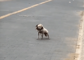 M0809015_We saw very sick or disabled dog SMD_part2