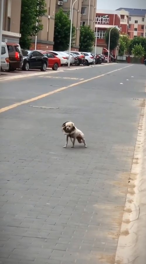 M0809015_We saw very sick or disabled dog SMD_part2