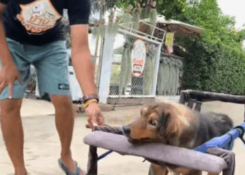 M3108005 please everyone see this video don’t skip it, give this strength