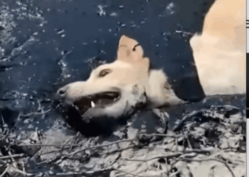 M0809022_Rescuing Dog Stuck In Molten Rubber_part2