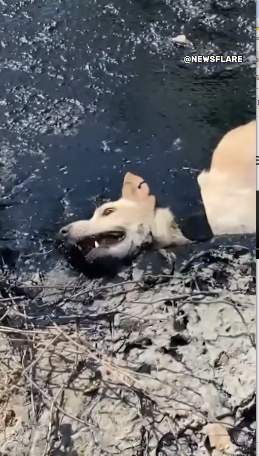 M0809022_Rescuing Dog Stuck In Molten Rubber_part2