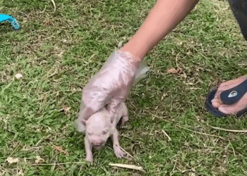 M0809021 Passerby rescues newborn puppy from drowning in canal part2