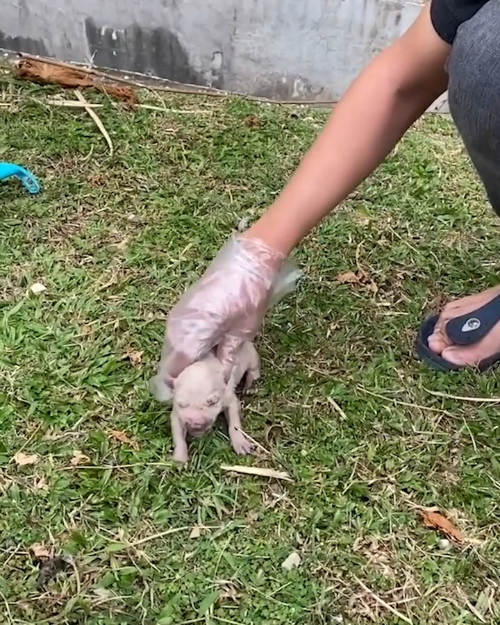 M0809021 Passerby rescues newborn puppy from drowning in canal part2