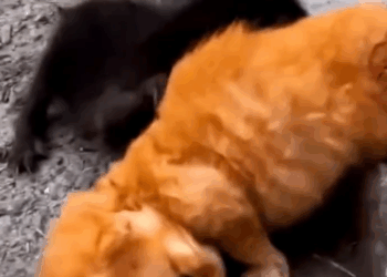 M0809014_saw little kitten in the road side.. SMD_part2