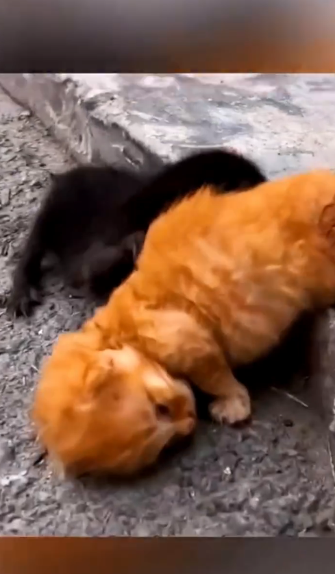 M0809014_saw little kitten in the road side.. SMD_part2