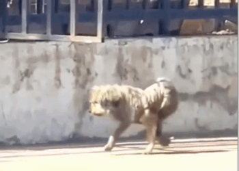 M3108004_shares Rodrigo Maroni_part2