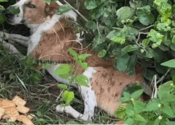 M0809028 Azaad won Azaad is up for virtual adoption DM to adopt