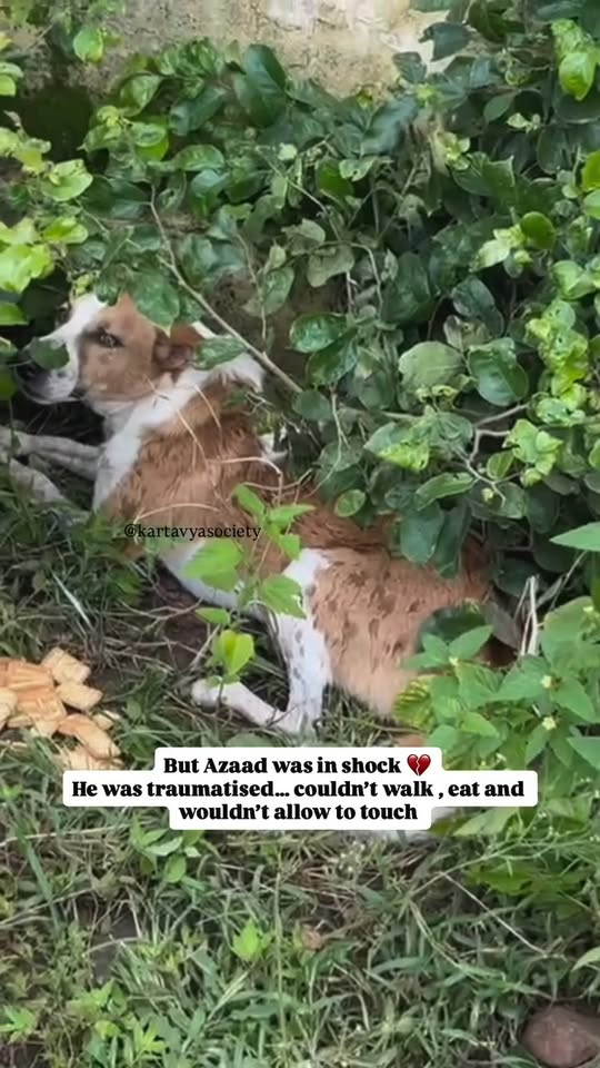 M0809028 Azaad won Azaad is up for virtual adoption DM to adopt