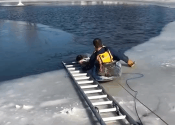 M1009004 Saving Dog from Semi Frozen Lake animals animallover animalres