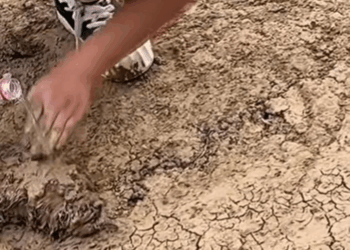 M1009009 There is dog lying in the mud unable to move