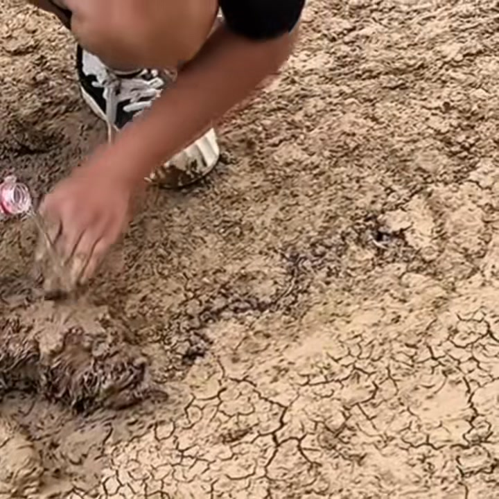 M1009009 There is dog lying in the mud unable to move