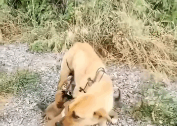 M1009001 Save the Dog straydog animalrescue rescue puppyrescue funny pets collective part2