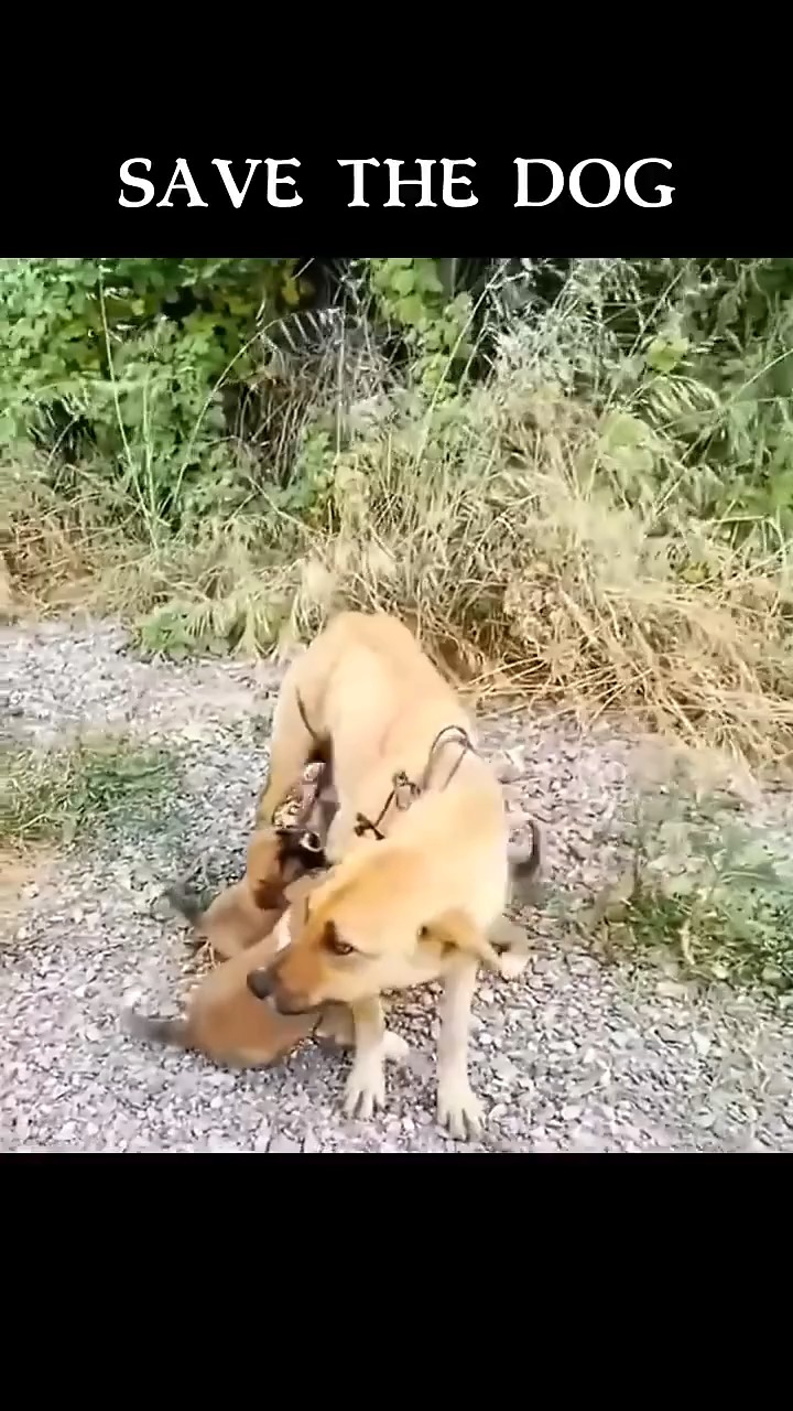 M1009001 Save the Dog straydog animalrescue rescue puppyrescue funny pets collective part2