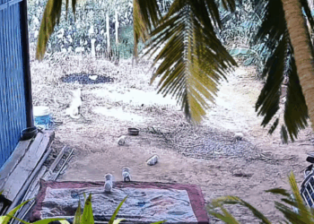 M1009008 Animals animaldrama fyp part2