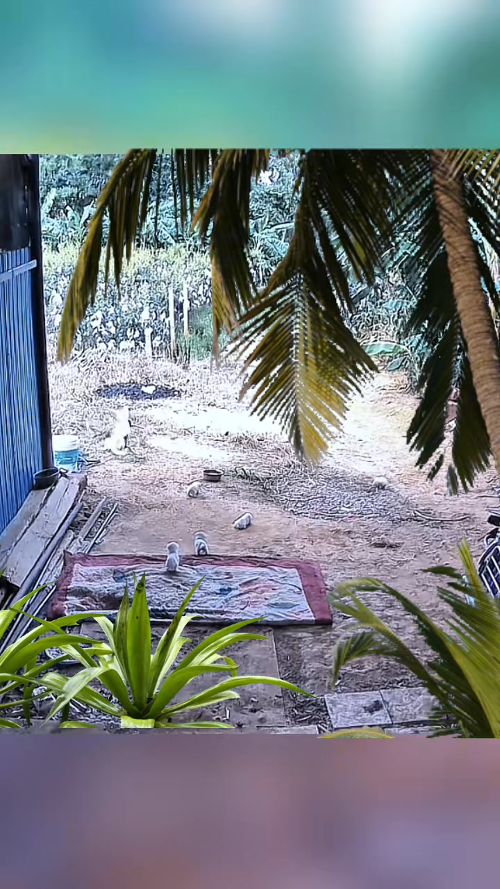 M1009008 Animals animaldrama fyp part2