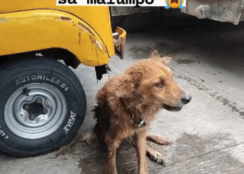 M0809034 Hinataw daw po ng hinataw si Doggie dahilan ng kanyang pagka lumpo Habang naglalakad ako pauwi kagabi narinig ko na may umiiyak part2