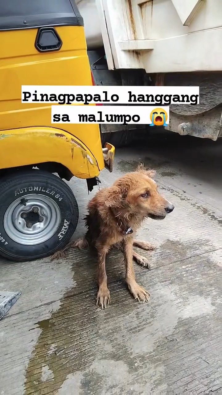 M0809034 Hinataw daw po ng hinataw si Doggie dahilan ng kanyang pagka lumpo Habang naglalakad ako pauwi kagabi narinig ko na may umiiyak part2