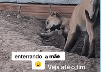 M3108003_shares Sua mãe se foi olha só Atitude dela eelsviral animais Gerson Brown_part2